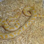 Albino Rainbow Boa: Care, Feeding, and Habitat