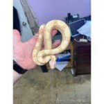 Albino Red Tail Boa: Everything You Need to Know
