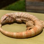 Discover More About Albino Tegus: A Guide to Their Care and Characteristics