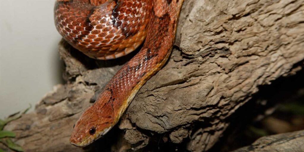 Picture of Are Corn Snakes Nocturnal - Exploring the Sleep Habits of Corn Snakes ...
