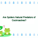 Are Spiders Natural Predators of Cockroaches?