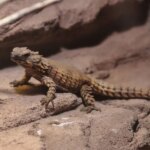 All About the Armadillo Lizard: Facts, Behavior, and Care