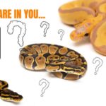 Unlocking the Secrets of Ball Python Genetic Testing