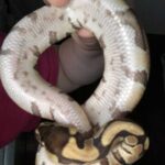 Ball Python Pink Belly: Everything You Need to Know