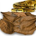 Ball python substrate – the best options for your pet snake