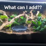 Best Ball Python Tank Decorations to Create a Cozy and Enriching Environment