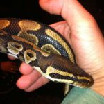 The Vision Of Ball Pythons: A Comprehensive Guide