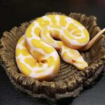 Ball python vs corn snake – How to choose the perfect pet snake