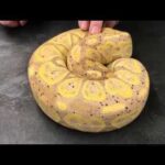 Banana Ball Python Morphs – A Guide to the Different Varieties