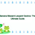 Banana Blizzard Leopard Geckos: The Ultimate Guide