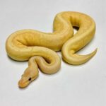 Banana Pinstripe Ball Python: Care, Breeding, and Morphs