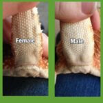 Bearded Dragon Gender Flashlight – How to Determine the Gender of Your Pet