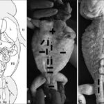 A Closer Look at Bearded Dragon Hemipenes