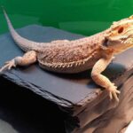 Why is My Bearded Dragon Hiding and How to Help?