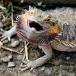 Bearded Dragon Hissing: Causes, Behavior, and How to Handle