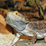 Bearded Dragon Mite: How to Identify and Treat Mite Infestation