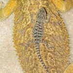 Complete Guide to Bearded Dragon Shedding | Tips and Techniques