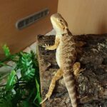 Bearded Dragon Tail Up – The Hidden Meanings Behind Your Beardie’s Body Language