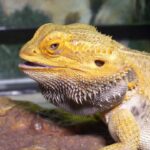 Understanding Bearded Dragon Urate and its Importance for Their Health