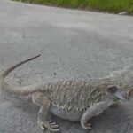 Ultimate Guide to Bearded Dragon Walking – Tips and Techniques