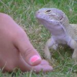 The Largest Leopard Geckos: Size Matters!