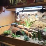 Bioactive Substrate for Leopard Geckos – A Guide to Creating a Natural Environment