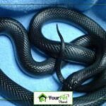 Black Cornsnake: A Guide to Caring for Your Pet Snake