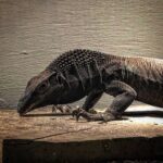 Buy Black Roughneck Monitor – Affordable Prices and High-Quality