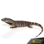 Black Throat Monitor for Sale – Best Deals and Prices
