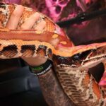 Full Grown Blood Python: Size, Care, and Breeding