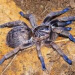 Blue Toe Tarantula: Care, Habitat, and Species Guide