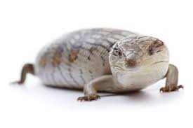 Visual Reference: Blue Tongue Skink Temperature Control