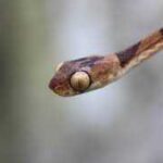 Blunt Head Tree Snake – Information and Facts