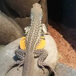 Butterfly Agama Lizard: A Colorful and Fascinating Species