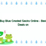 Buy Blue Crested Gecko Online – Best Deals on Blue Crested Geckos for Sale