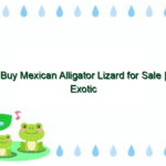 Buy Mexican Alligator Lizard for Sale | Exotic Reptiles