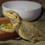 Are brussel sprouts safe for bearded dragons to eat?
