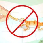 Can Bearded Dragons Eat Mealworm Beetles – A Comprehensive Guide