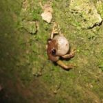 Can Frogs Come Up Through Drains