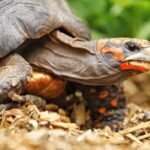 Tips for Caring for a Red Footed Tortoise