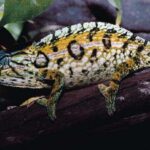 Carpet Chameleon Care Guide: Tips for Keeping Your Pet Happy and Healthy