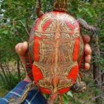 Discover the Beauty of Colorful Turtles: A Captivating Guide