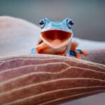 Discover the Coolest Toads in the World