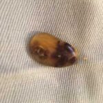 Corn Snake Pooping: Tips and Information for Snake Owners