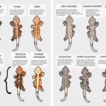 Crested Gecko Morph Chart – A Comprehensive Guide to Morph Variations