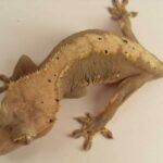 Crested Gecko No Tail: Causes, Care, and Considerations