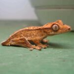 Crested Gecko Tail Rot – Symptoms, Causes, and Treatment