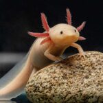 Do Axolotls Need Air? Find Out Here!
