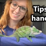 Do Chameleons Enjoy Being Held?