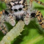 Are Frogs Natural Predators of Spiders?